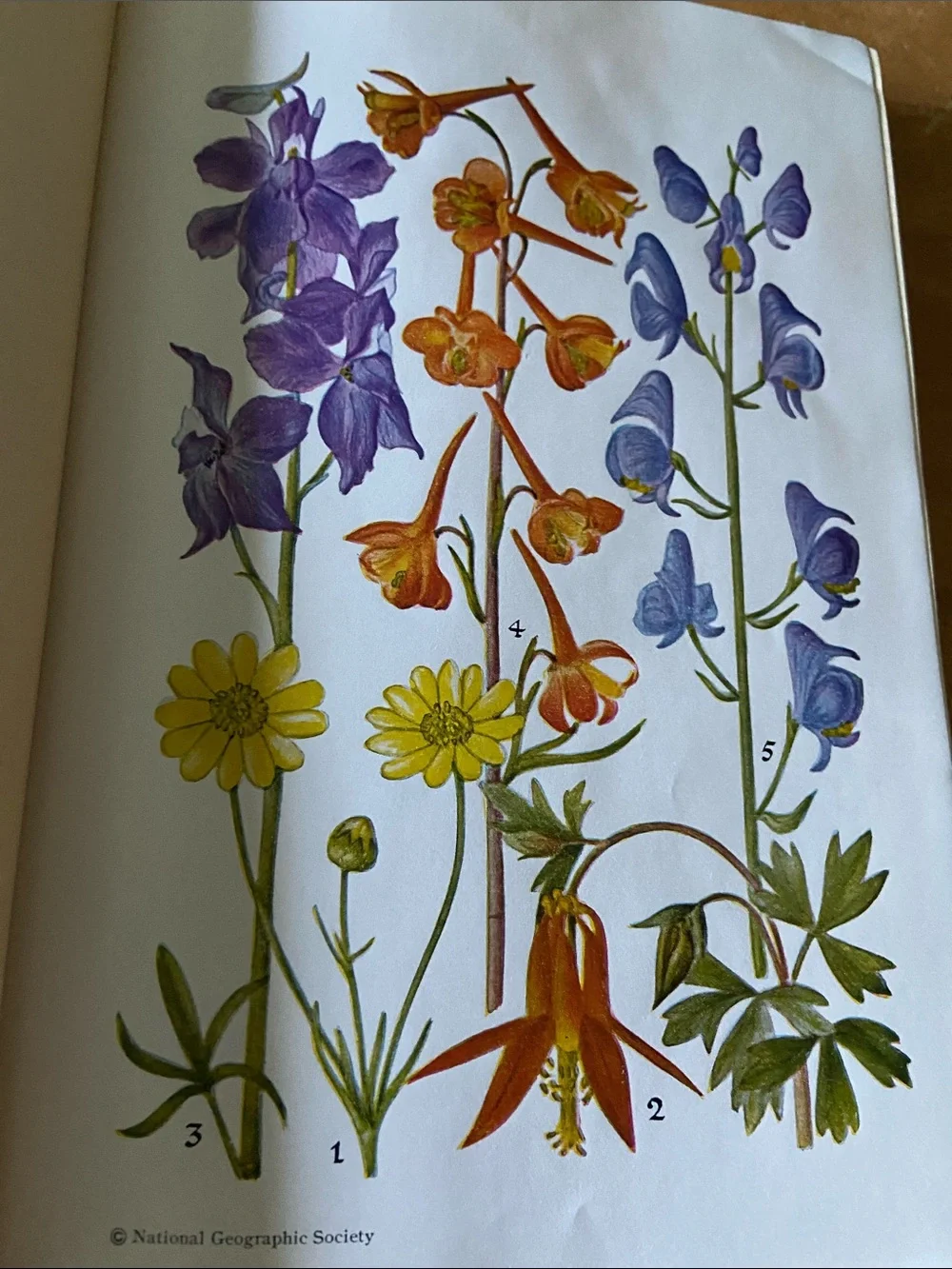 Flowers West Coast Botanical Book flower floral wildflower wildflowers plants hc